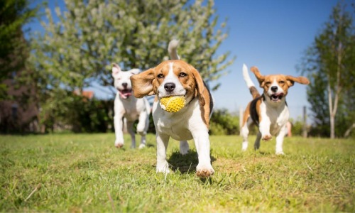 Bark Park of Alamo Heights in San Antonio, TX